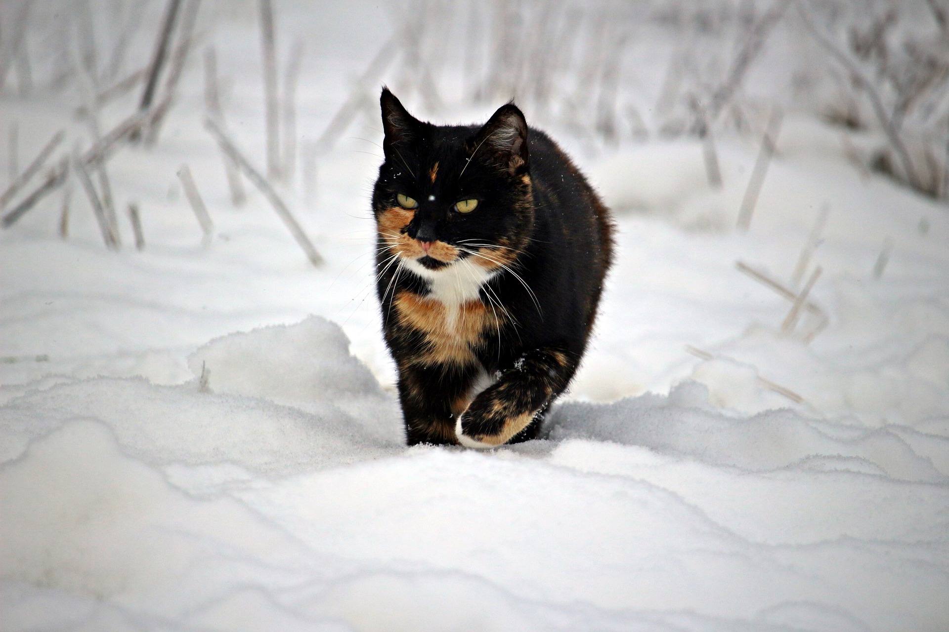 Как кошка выживает зимой — Символ надежды