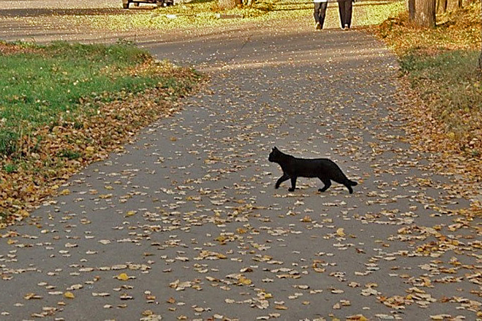 Что делать если кошка перебежала дорогу. Чёрный кот перебежал дорогу. Чёрная кошка перебежала дорогу. Черная кошка перебегает дорогу. Кошка черная перебежала доро.